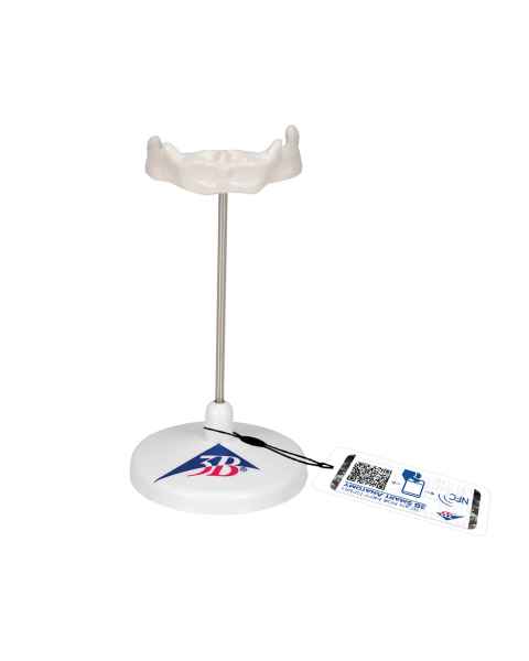 3B Scientific A71-9 Hyoid Bone on Stand - 3B Smart Anatomy