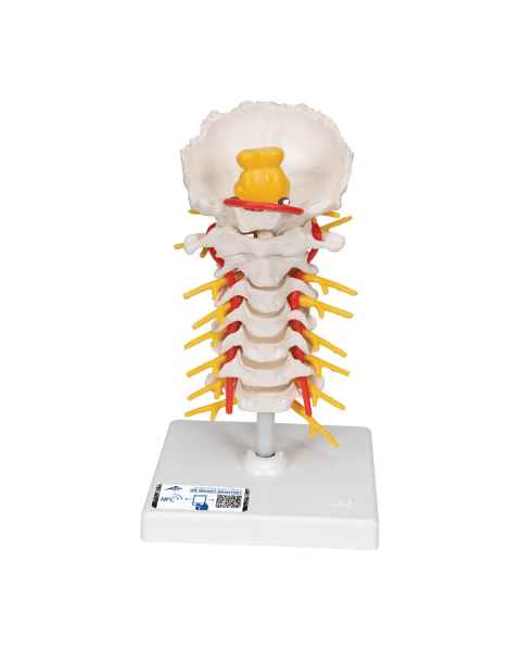 3B Scientific A72 Flexible Cervical Vertebral Column - 3B Smart Anatomy