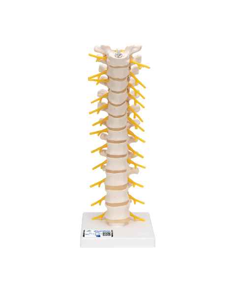 3B Scientific A73 Flexible Thoracic Vertebral Column - 3B Smart Anatomy