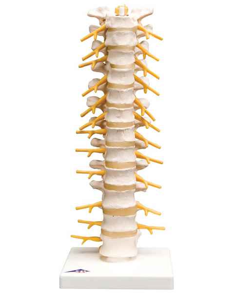 Flexible Thoracic Vertebral Column