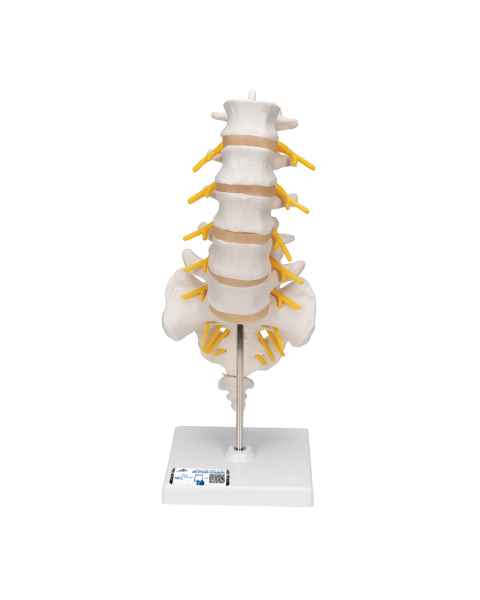 3B Scientific A74 Flexible Lumbar Vertebral Column - 3B Smart Anatomy