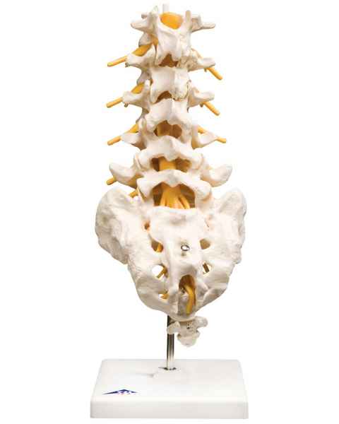 Flexible Lumbar Vertebral Column