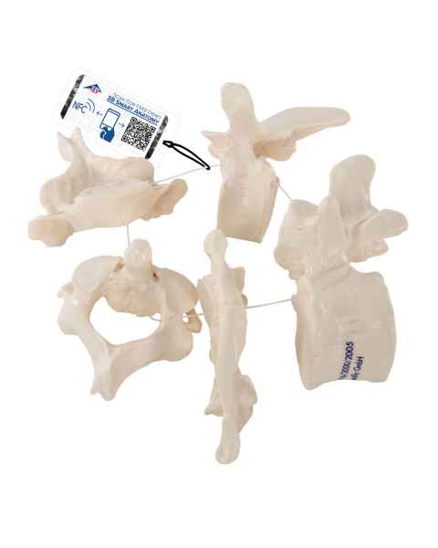 3B Scientific A75-1 Five Vertebrae Model - 3B Smart Anatomy