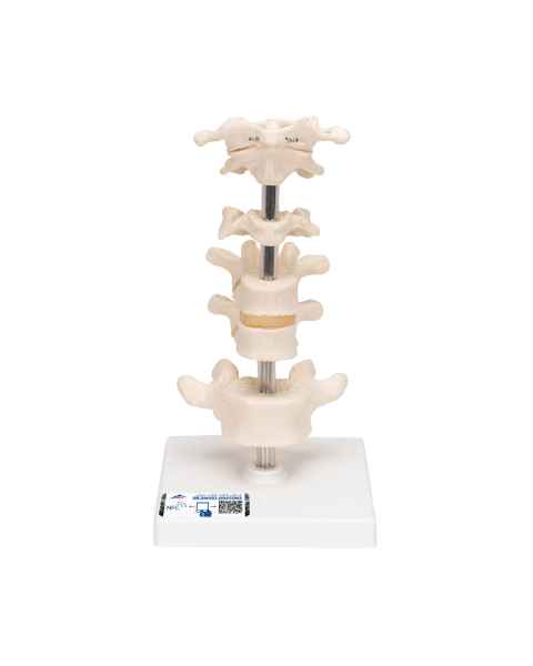 3B Scientific A75 6 Representative Vertebrae - 3B Smart Anatomy