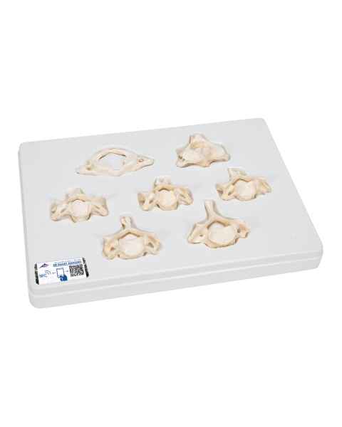 3B Scientific A790 Set of 7 BONElike Cervical Vertebrae - 3B Smart Anatomy