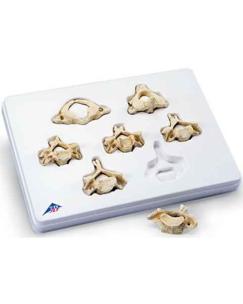 Set of 7 BONElike Cervical Vertebrae