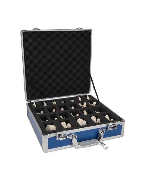 Set of 24 BONElike Vertebrae in Suitcase - 3B Smart Anatomy