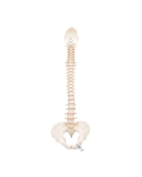 3B Scientific A794 BONElike Spinal Column (Complete Mounted)