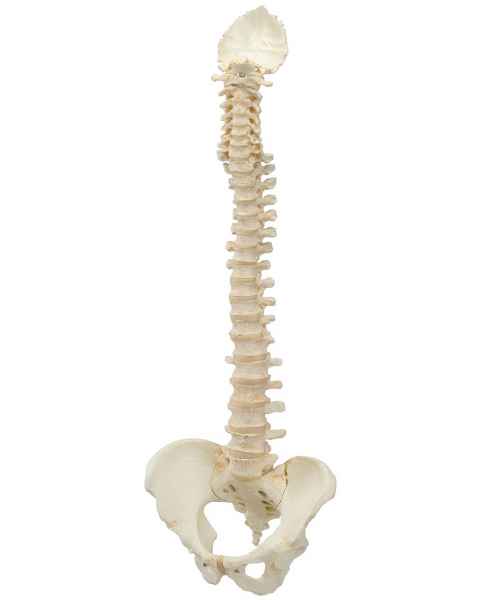 BONElike Spinal Column (Complete Mounted)