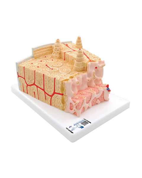 3B Scientific A79 MICROanatomy Bone Structure Model - Enlarged 80 Times, 3B Smart Anatomy