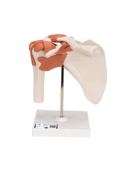 3B Scientific A80 Functional Shoulder Joint Model - 3B Smart Anatomy