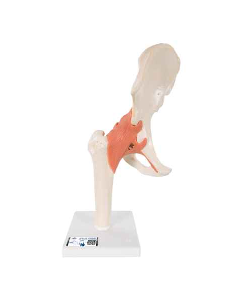 3B Scientific A81-1 Deluxe Functional Hip Joint Model - 3B Smart Anatomy