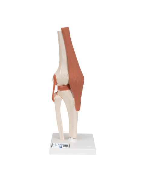 Functional Knee Joint Model