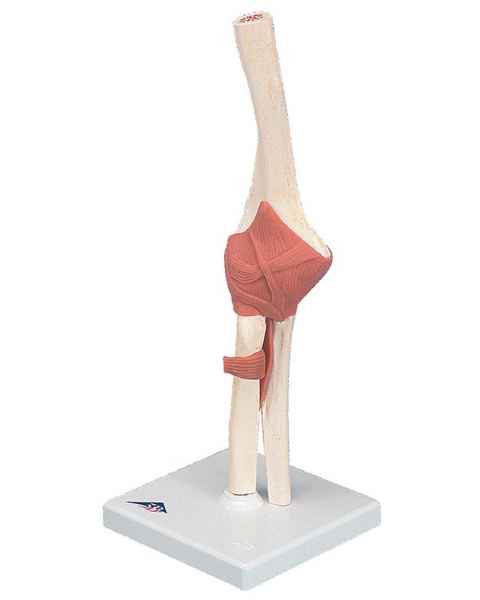 Deluxe Functional Elbow Joint Model