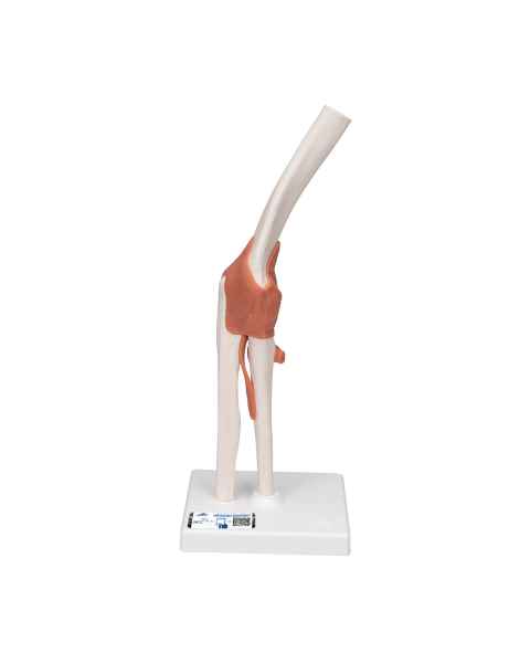 3B Scientific A83 Functional Elbow Joint Model