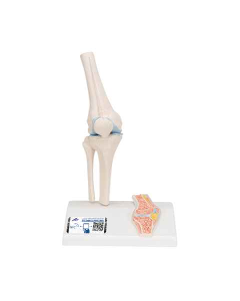 3B Scientific A85-1 Mini Knee Joint with Cross Section of Bone - On Base - 3B Smart Anatomy
