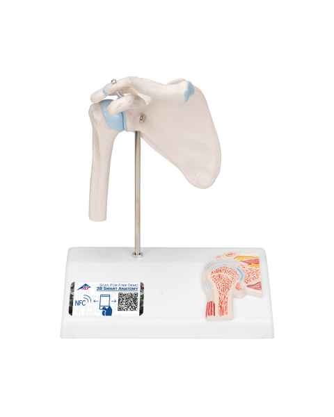 3B Scientific A86-1 Mini Shoulder Joint with Cross Section of Bone - On Base - 3B Smart Anatomy