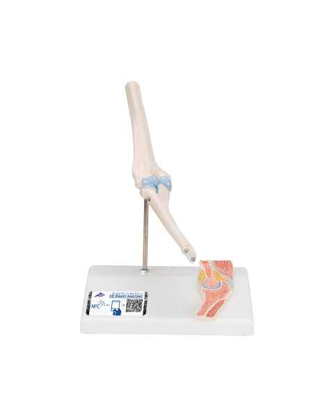 3B ScientificA87-1 Mini Elbow Joint with Cross Section of Bone - On Base