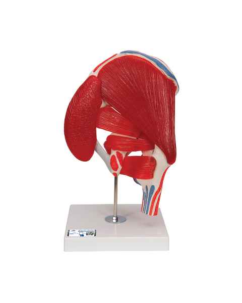 3B Scientific A881 Hip Joint with Removable Muscles 7-Part - 3B Smart Anatomy