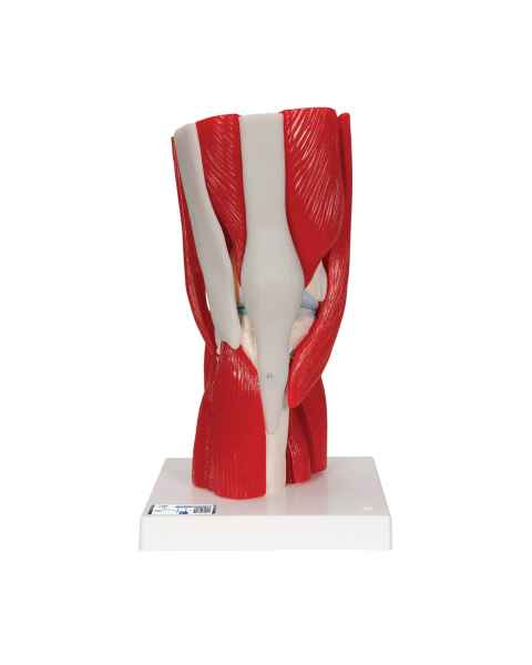 3B Scientific A882 Knee Joint with Removable Muscles 12-Part - 3B Smart Anatomy