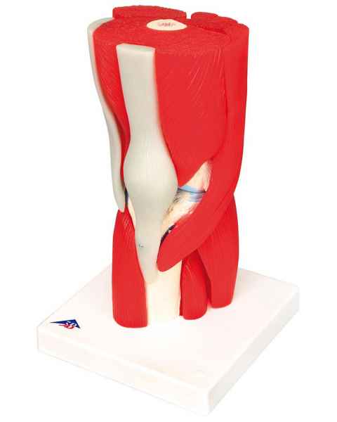 Knee Joint with Removable Muscles 12-Part