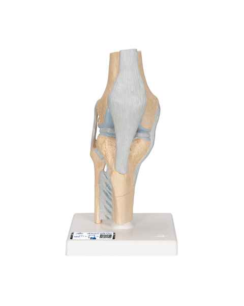 3B Scientific A89 Sectional Knee Joint Model 3-Part - 3B Smart Anatomy