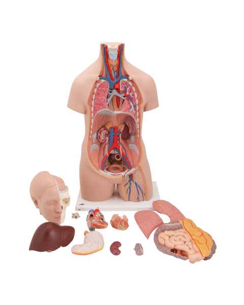 3B Scientific B09 Classic Unisex Torso with Head Model 12-Part - 3B Smart Anatomy