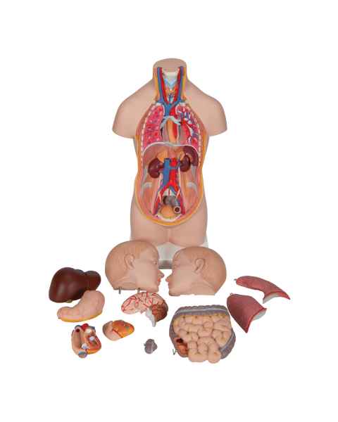 Mini Torso with Head Model 12-Part - Light Skin Tone, 3B Smart Anatomy