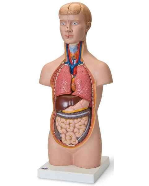 Mini Torso with Head Model 12-Part