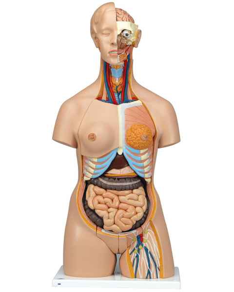 Deluxe Dual Sex Torso with Head Model 24-Part