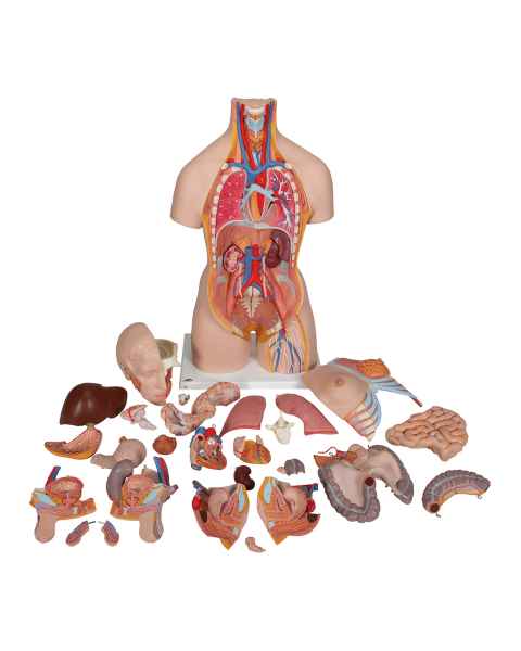 3B Scientific B35 Deluxe Dual Sex Torso with Head & Opened Back Model 28-Part - 3B Smart Anatomy