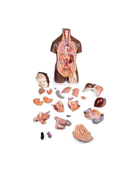 3B Scientific B37 Deluxe Dual Sex Torso with Head Model 24-Part - Dark Skin Tone, 3B Smart Anatomy