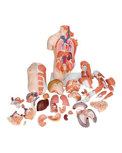 3B Scientific B42 Deluxe Dual Sex Torso with Muscular Arm Model 33-Part - 3B Smart Anatomy