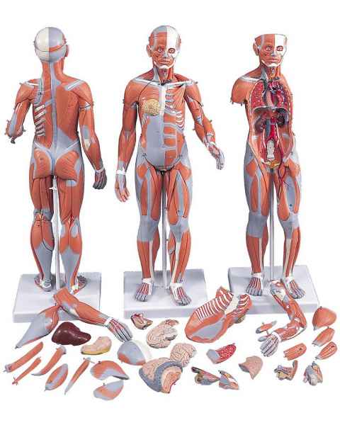 1/2 Life-Size Complete Dual Sex Muscle Figure With Internal Organs 33-Part