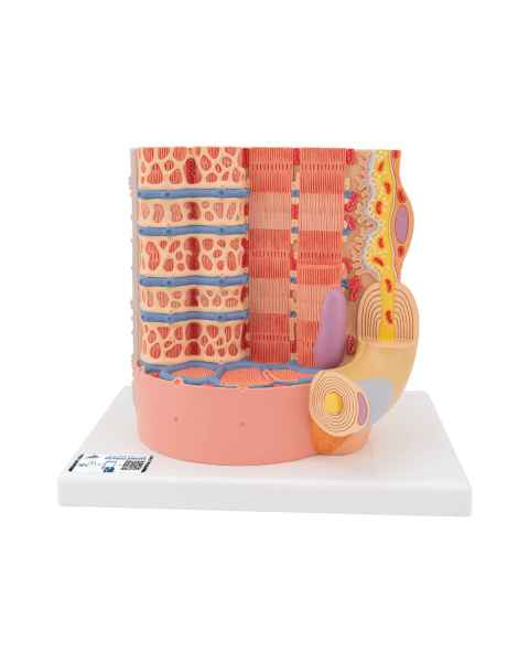 MICROanatomy Muscle Cross Section