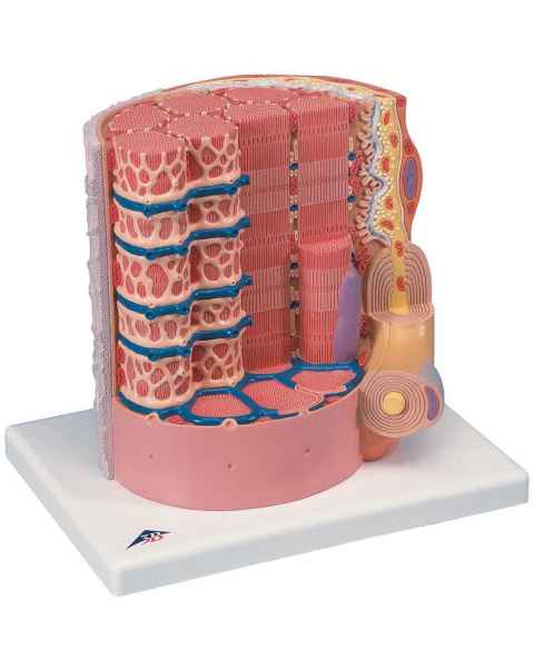 MICROanatomy Muscle Cross Section