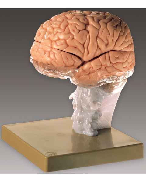 Brain Demonstration Model