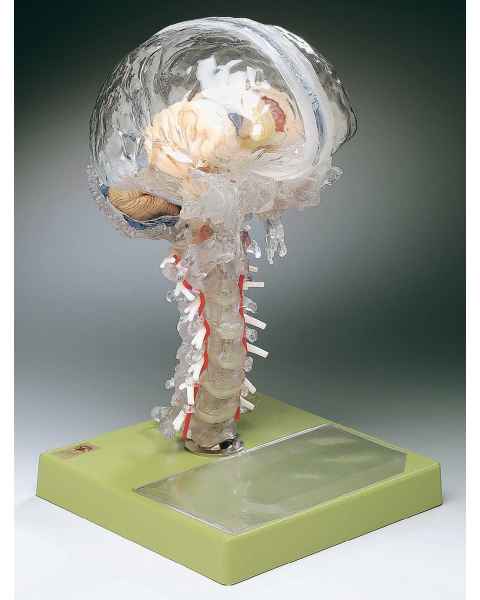 Transparent Brain Model