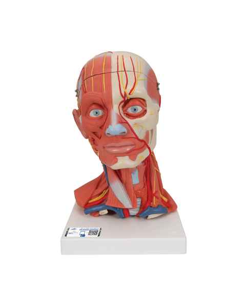 Head and Neck Musculature 5-Part