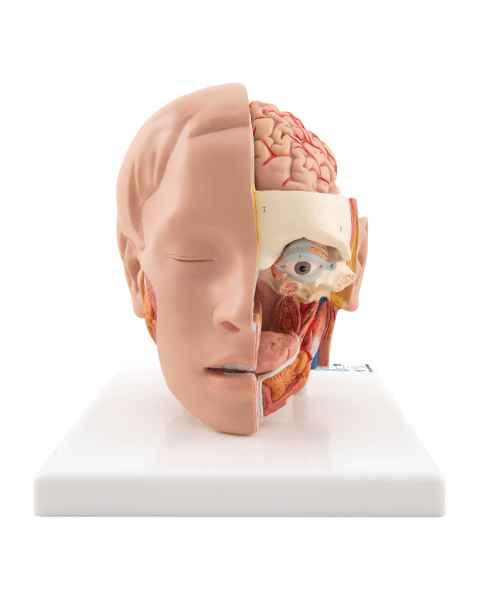 Head Model 6-Part