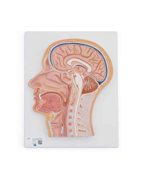 3B Scientific C12 Median Section of the Head - 3B Smart Anatomy