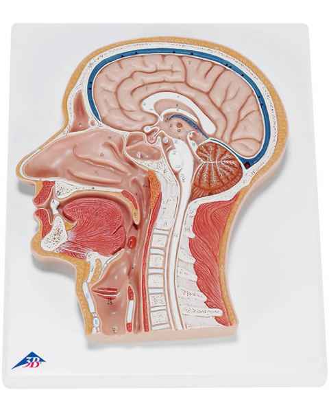 Median Section of the Head