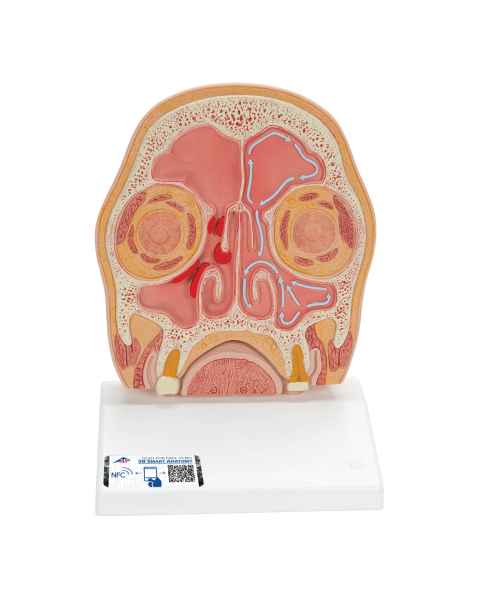 3B Scientific C13-1 Head Section Model - 3B Smart Anatomy