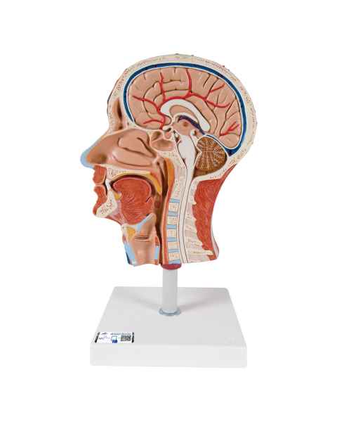 Human Half Head with Musculature