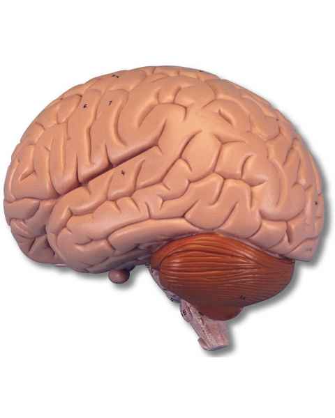 Brain Model 2-Part