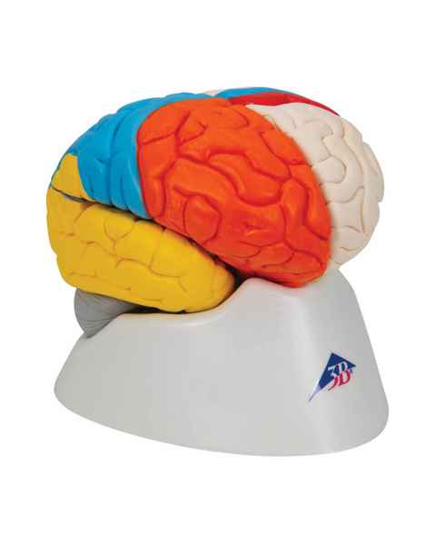 3B Scientific C22 Deluxe Neuro-Anatomical Brain Model 8-Part