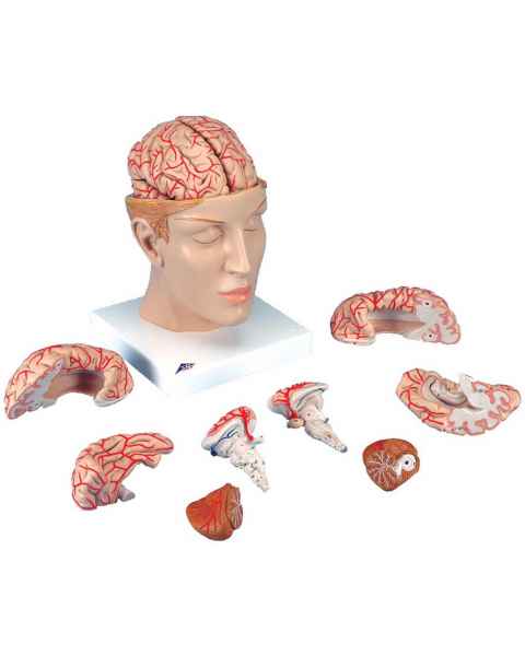 Head with Brain Model