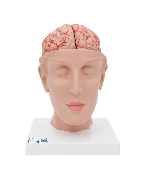 3B Scientific Model C25 Head with Brain (8-Part) - 3B Smart Anatomy