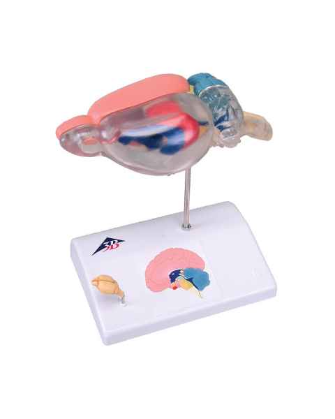 Brain of a Rat