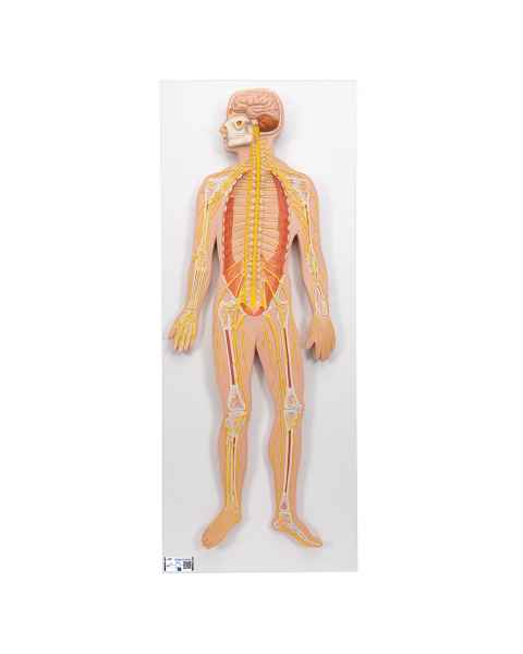 3B Scientific C30 1/2 Life-Size Nervous System - 3B Smart Anatomy